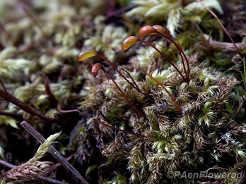 Golden foxtail moss